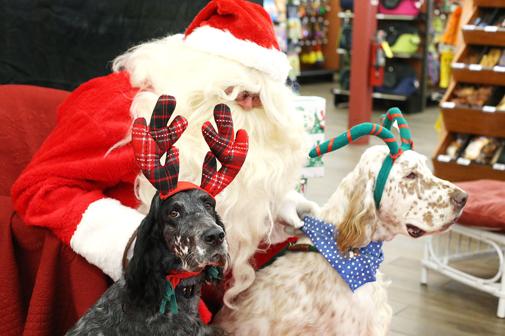 Santa Paws